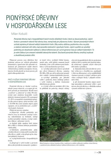 bříza - Košulič.jpg