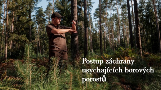 Postup záchrany bo lesů.jpg